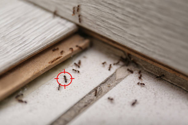 Best Affordable Pest Control Services  in Lakewood, IL