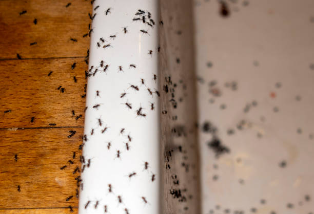 Best Local Pest Control Services  in Lakewood, IL