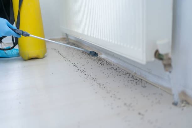 Best Emergency Pest Control  in Lakewood, IL